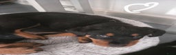 Rottweiler dogs for sale: Indie & dozer puppies  - Advert 8