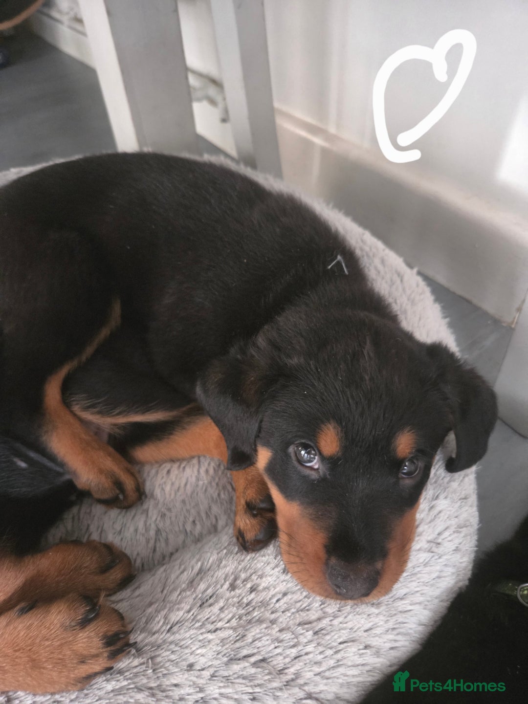 Rottweiler dogs for sale: Indie & dozer puppies  - Advert 8