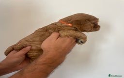 Cocker Spaniel dogs for sale: *READY NOW* COCKER SPANIEL PUPPIES KC REG SHOW in Newmarket - Image 10