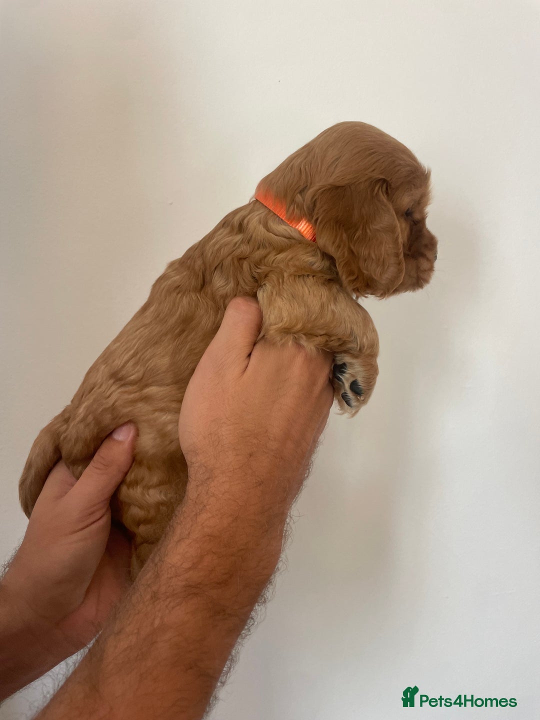 Cocker Spaniel dogs for sale: *READY NOW* COCKER SPANIEL PUPPIES KC REG SHOW in Newmarket - Image 10