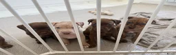 Mixed Breed dogs for sale: Ready now! staffy x cane corso x american bulldog - Advert 2