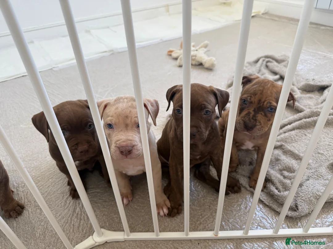 Mixed Breed dogs for sale: Ready now! staffy x cane corso x american bulldog - Advert 2