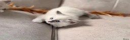 Ragdoll cats for sale: Beautiful Ragdoll Kittens - Advert 15