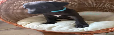 Whippet 3