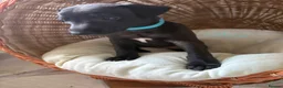 Whippet dogs for sale: Whippet Puppy 🐶  - Advert 6