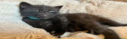 Scottish Fold cats for sale: Ragdoll x Scottish Fold - litter of 4!  - Advert 29