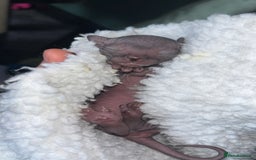 Sphynx cats for sale: Canadian Sphyx kittens - Image 7