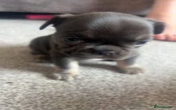 French Bulldog dogs for sale: 1 male and 2 female French Bulldogs for sale - Image 3