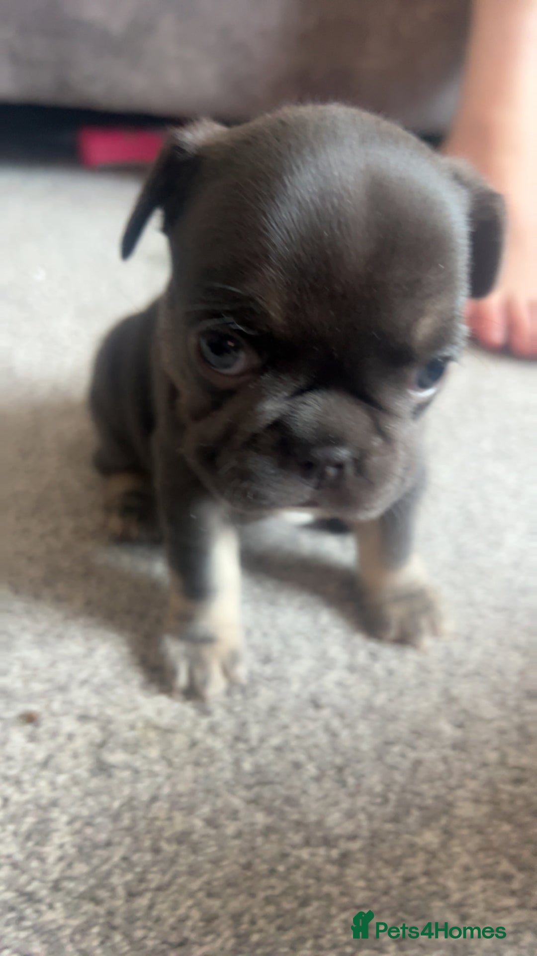 French Bulldog dogs for sale: 1 male and 2 female French Bulldogs for sale - Image 3
