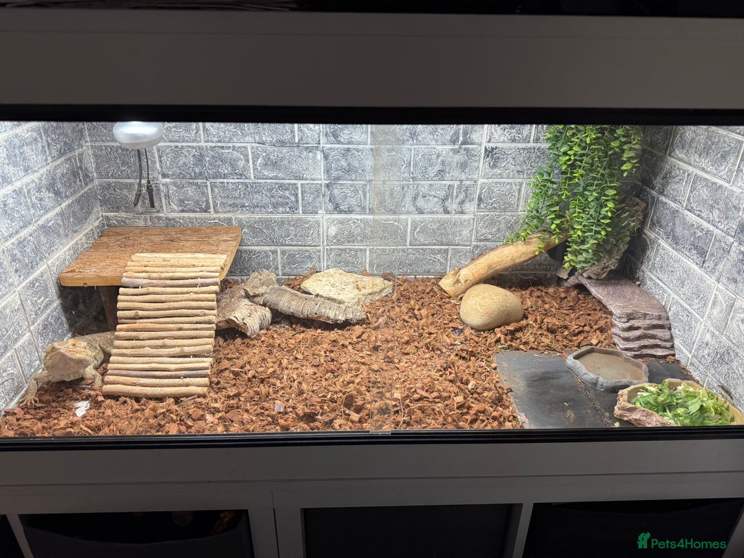 Bearded Dragon reptiles for sale: Bearded dragon - Image 3