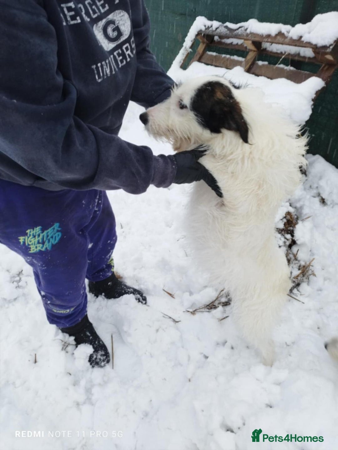 Mixed Breed dogs for adoption: 🤍 Alex 🤍 Confident cuddle-bug for a Loving Home - Advert 5