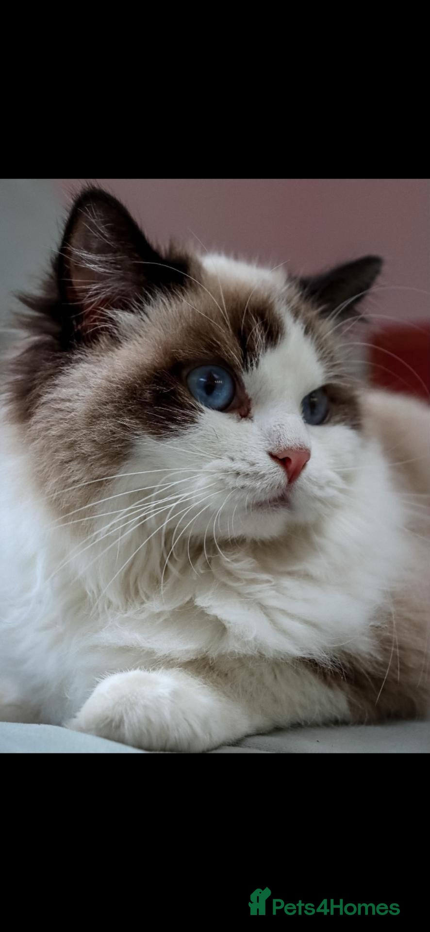 Ragdoll cats Ragdoll Sired by champion - Advert 24