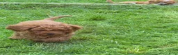 Cavapoo dogs for sale: Adorable Red F1B Cavapoo Puppies - Advert 7