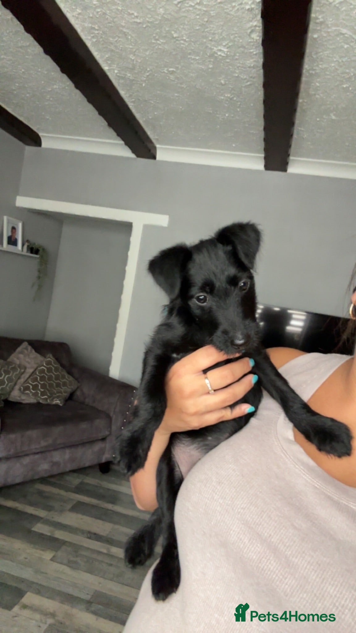 Patterdale Terrier dogs Pure black patterdale female pup - Advert 1