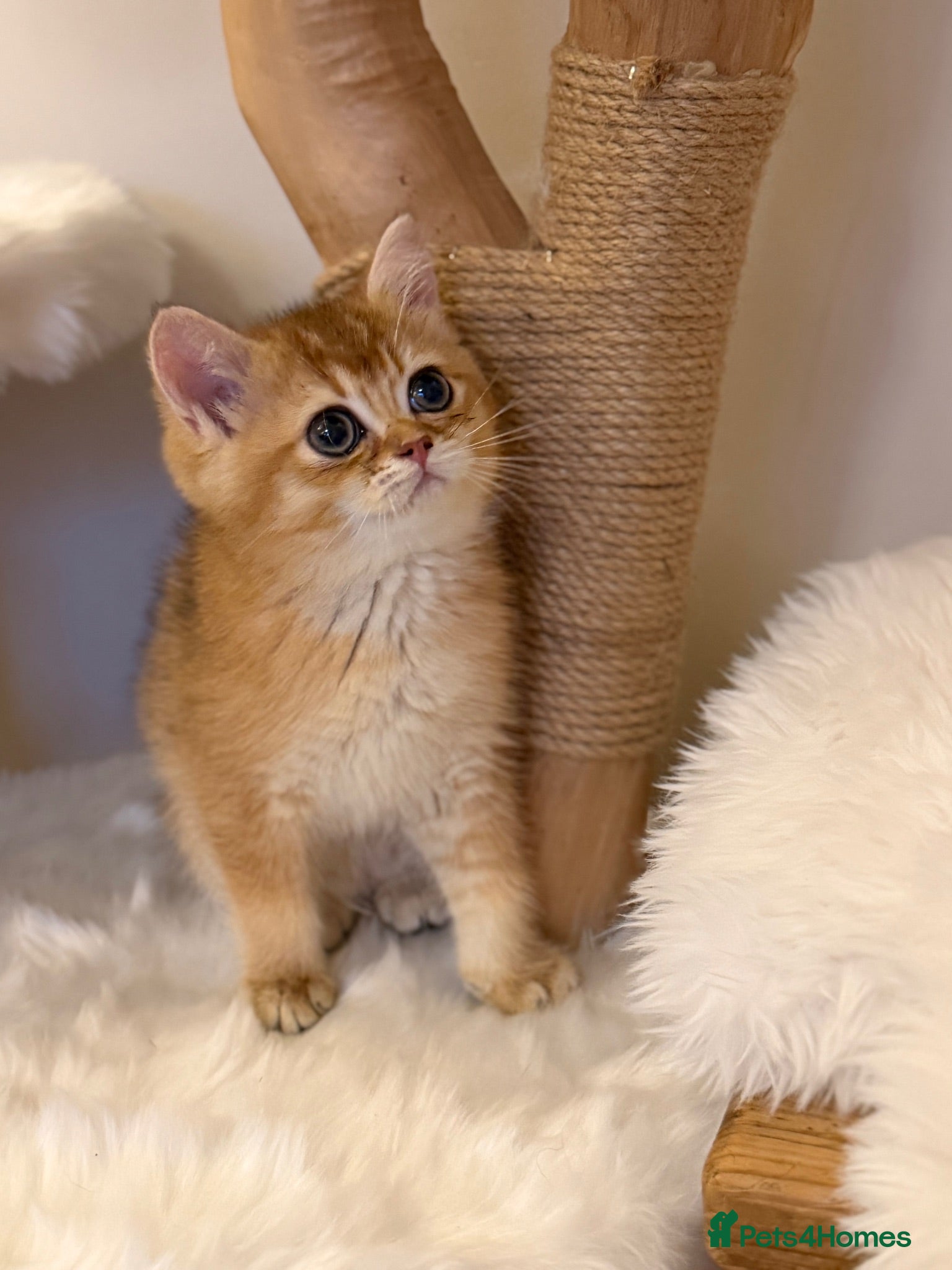 British Shorthair cats Golden & Silver BSH. 100% Pure pedigree Registered - Advert 1