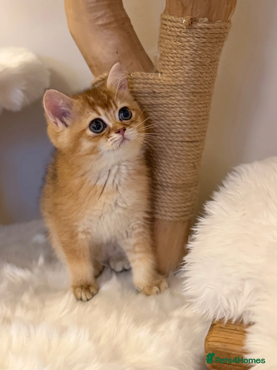 British Shorthair cats for sale: Golden & Silver BSH. 100% Pure pedigree Registered - Advert 1