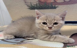 British Longhair cats for sale: Beautiful and Playful kittens - Image 4