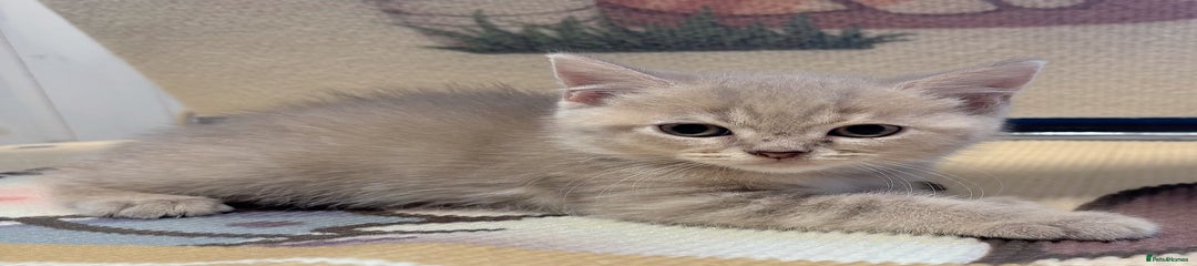 British Longhair Kitten 1