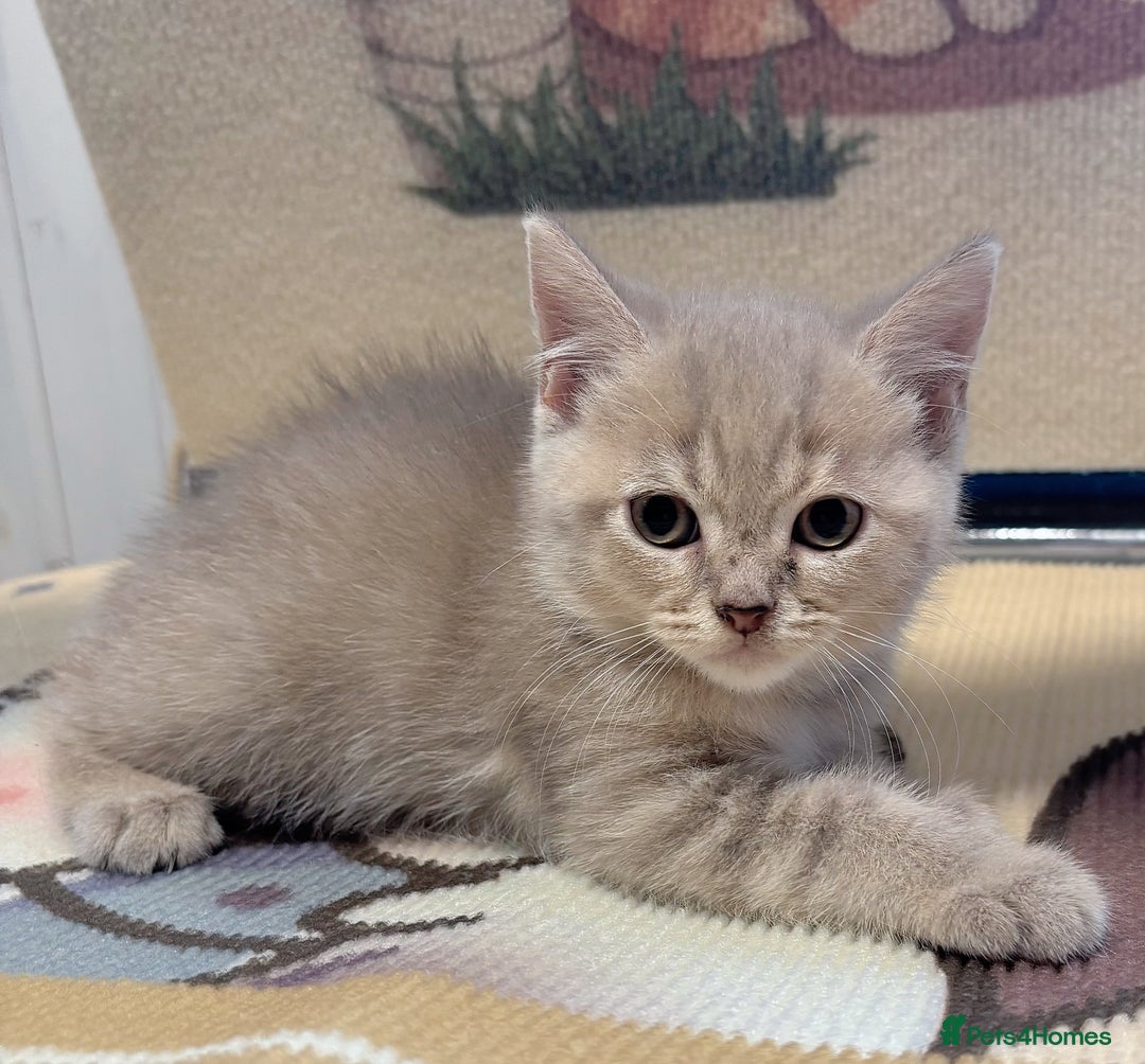 British Longhair cats for sale: Beautiful and Playful kittens - Image 4