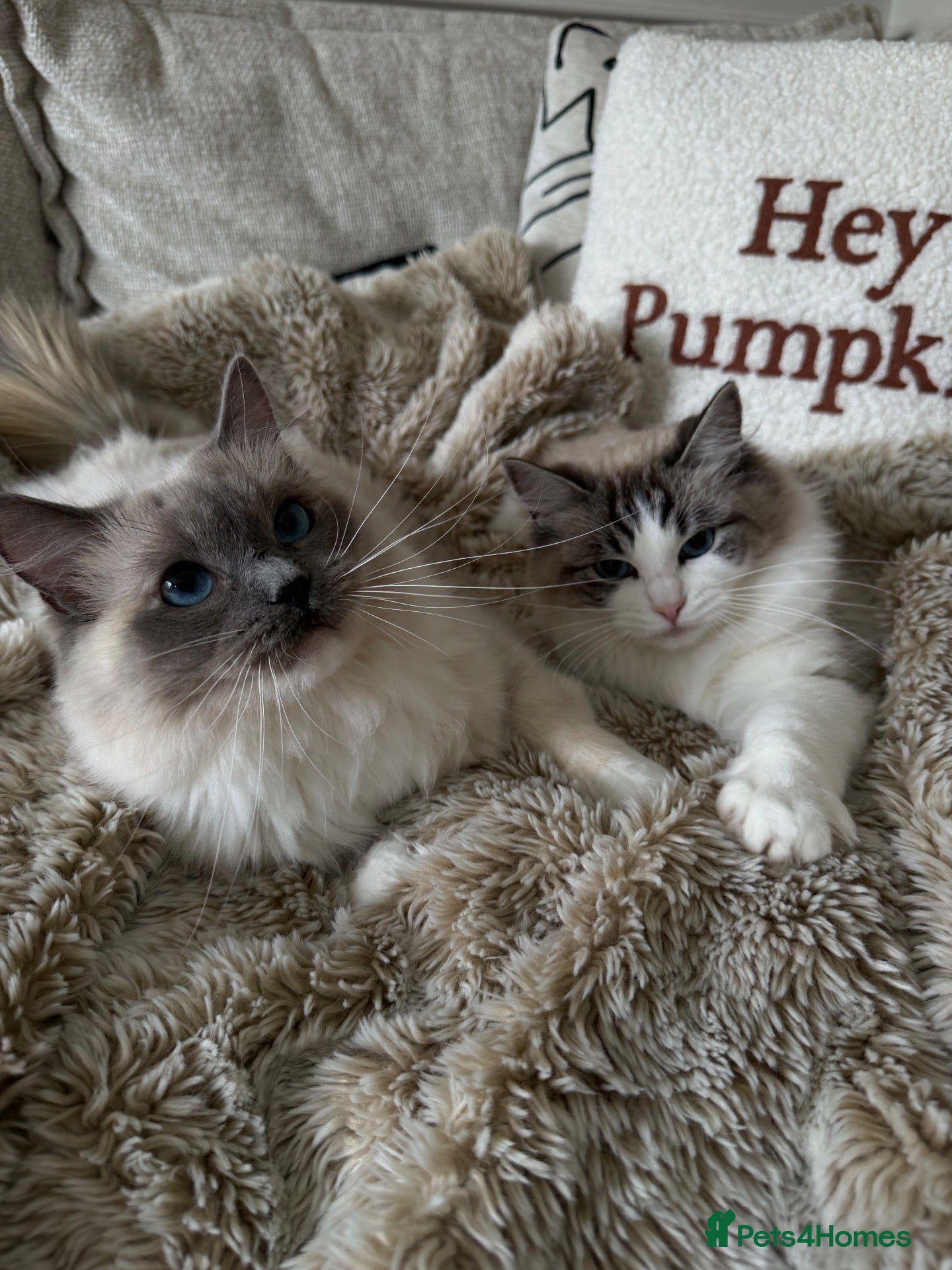 Ragdoll cats Two GCCF Ragdoll Sisters! MUST STAY TOGETHER!  - Advert 1