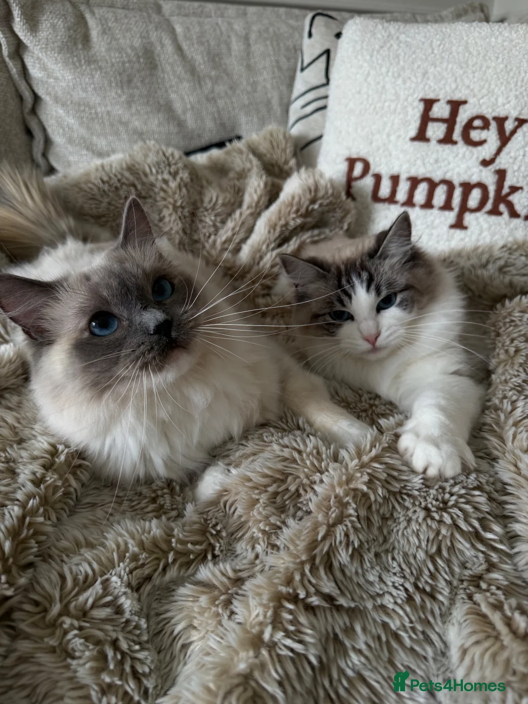 Ragdoll cats for sale: Two GCCF Ragdoll Sisters! PRICE FOR BOTH!  - Advert 1