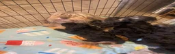 Cockapoo dogs for sale: Outstanding cockerpoo puppies  - Advert 5