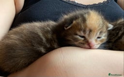 Maine Coon cats for sale: White Maine Coon boy  - Image 18