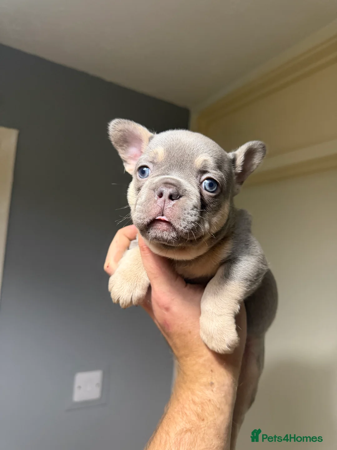 French Bulldog dogs for sale: French Bulldog Puppies  - Advert 5