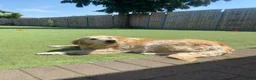 Golden Retriever dogs for sale: Beautiful Golden Retriever - Forever Home 🏡  - Advert 4