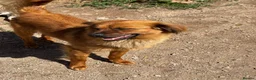 Mixed Breed dogs for adoption: Bert  in Brighton - Advert 1