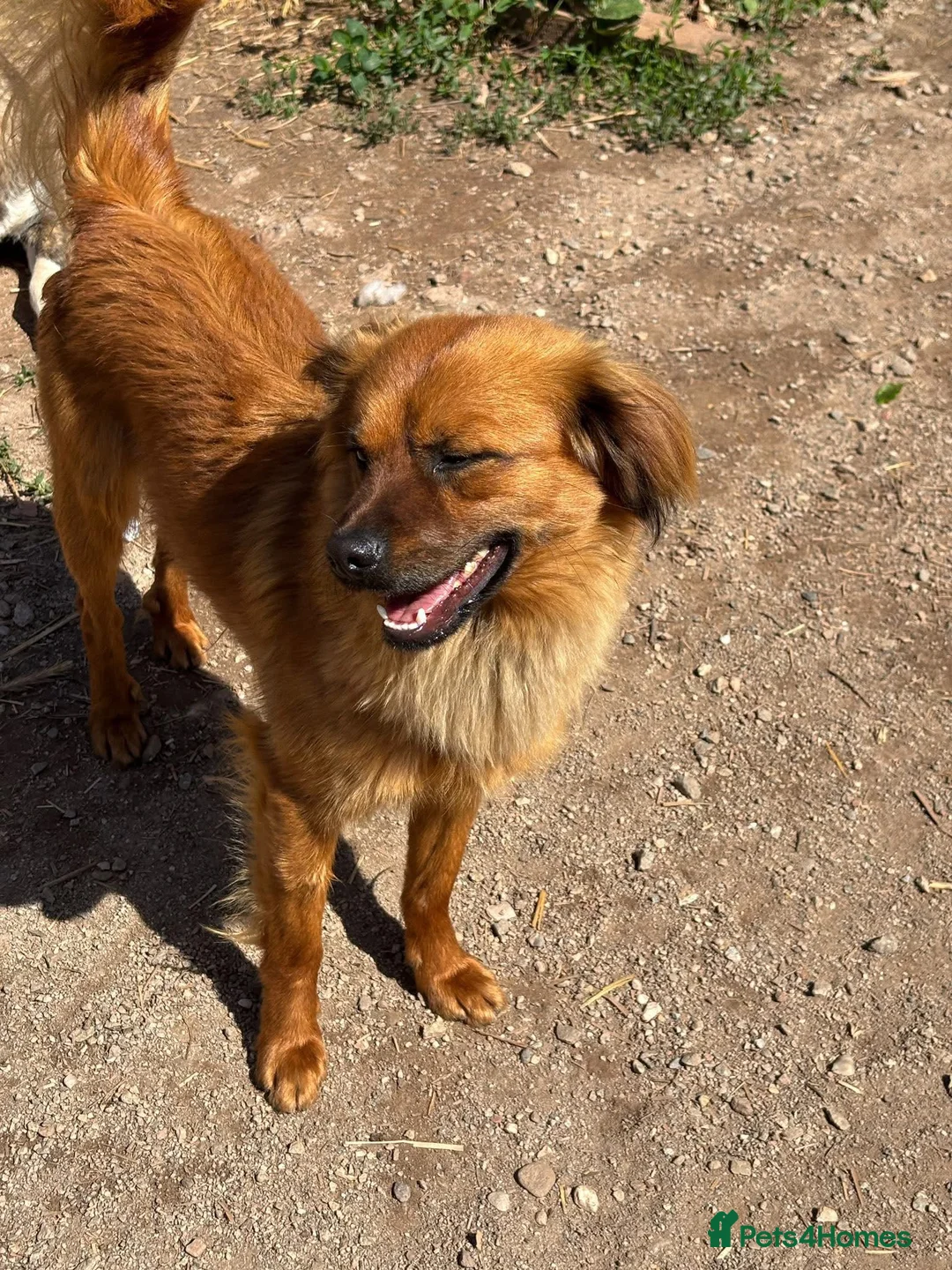 Mixed Breed dogs for adoption: Bert  in Brighton - Advert 1
