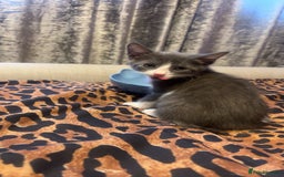 Mixed Breed cats for sale: White and grey tabby boy  - Image 1