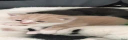 Mixed Breed cats for sale: 4 beautiful kittens  - Advert 8