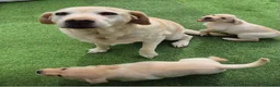 Labrador Retriever dogs for sale: Labrador puppies in South Ockendon - Advert 8
