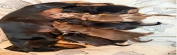 Miniature Dachshund dogs for sale: An Exclusive Litter of Miniature Dachshunds! in Bromley - Advert 9