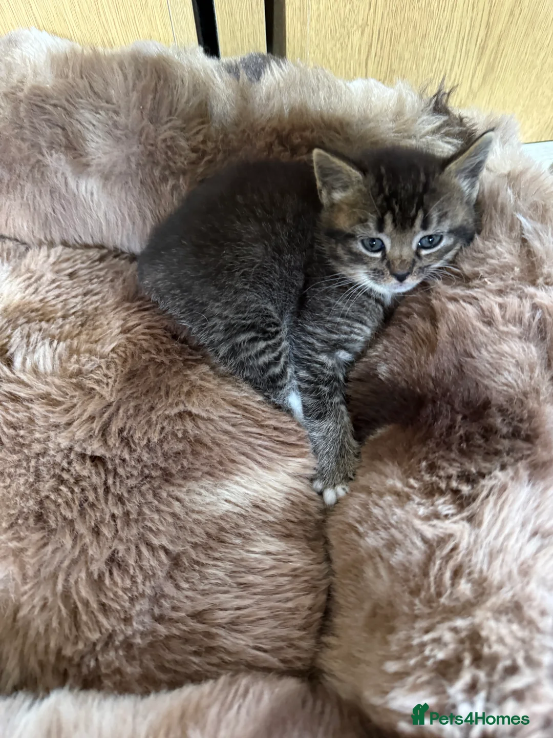 Mixed Breed cats for sale: 3 beautiful kittens in Halifax - Advert 2
