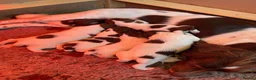 English Springer Spaniel dogs for sale: Working Springer Spaniels - Advert 1