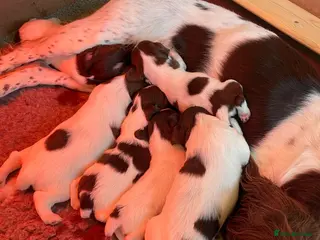 English Springer Spaniel dogs Working Springer Spaniels - Advert 1