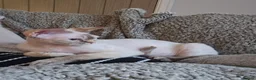 Devon Rex cats for sale: Devon rex girl - Advert 1