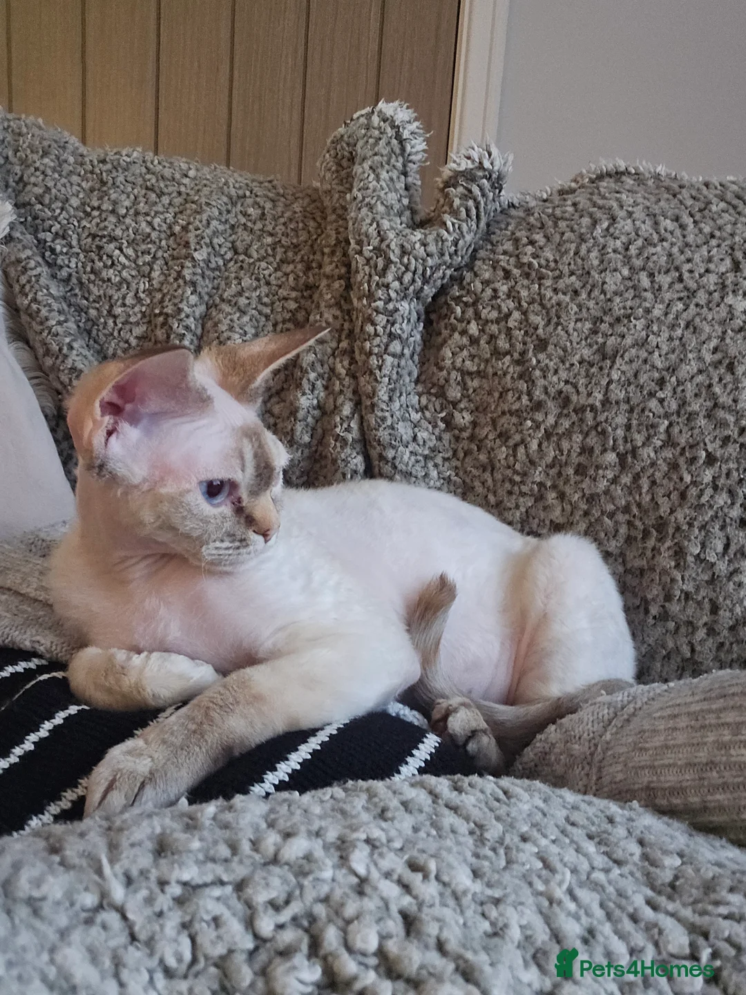 Devon Rex cats for sale: Devon rex girl - Advert 1