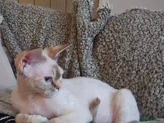 Devon Rex cats Devon rex girl - Advert 1