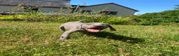 Weimaraner dogs for sale: KC Registered Weimaraner puppies for sale - Advert 10