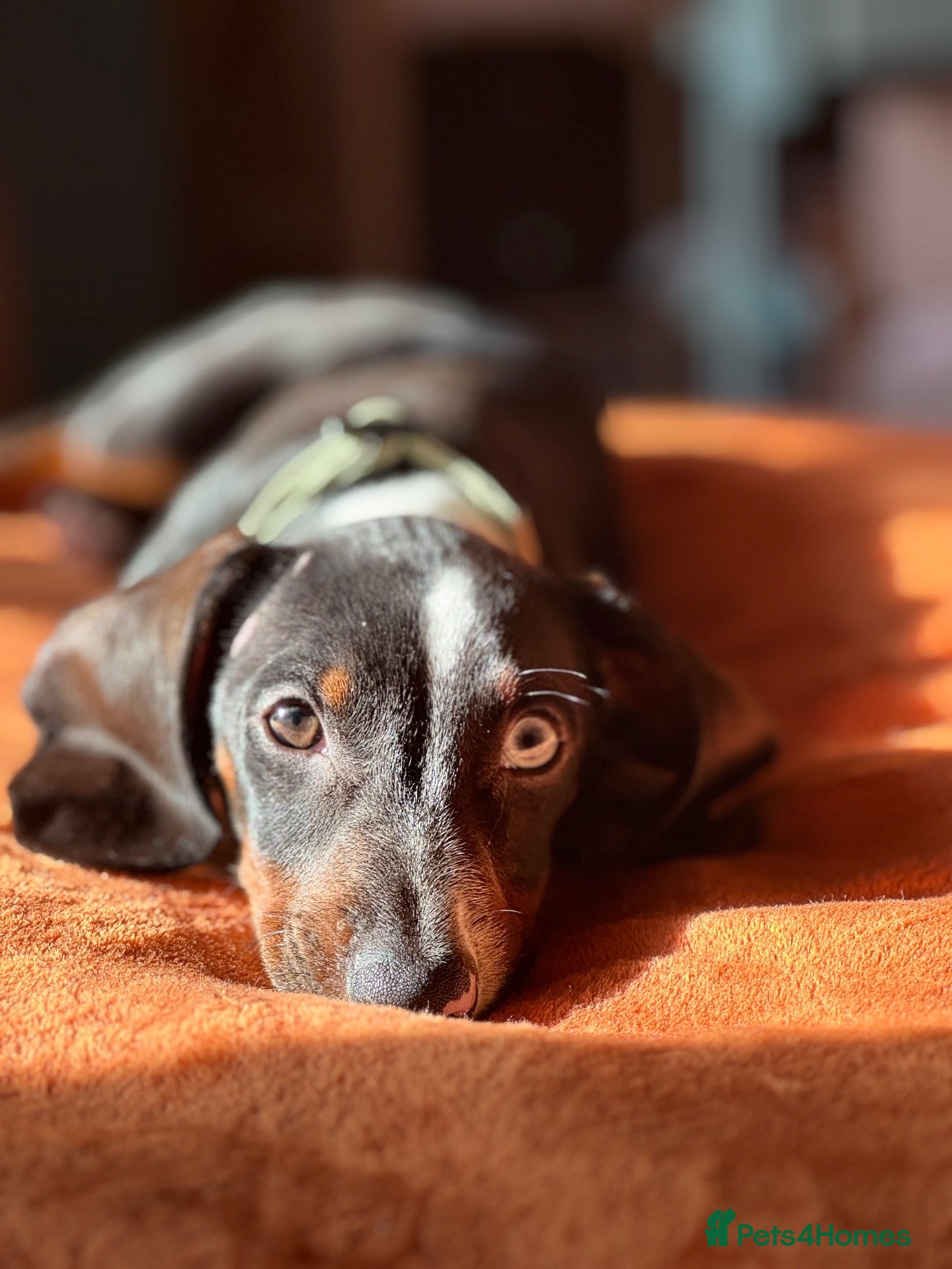 Dachshund dogs Male Dachshund  - Advert 1