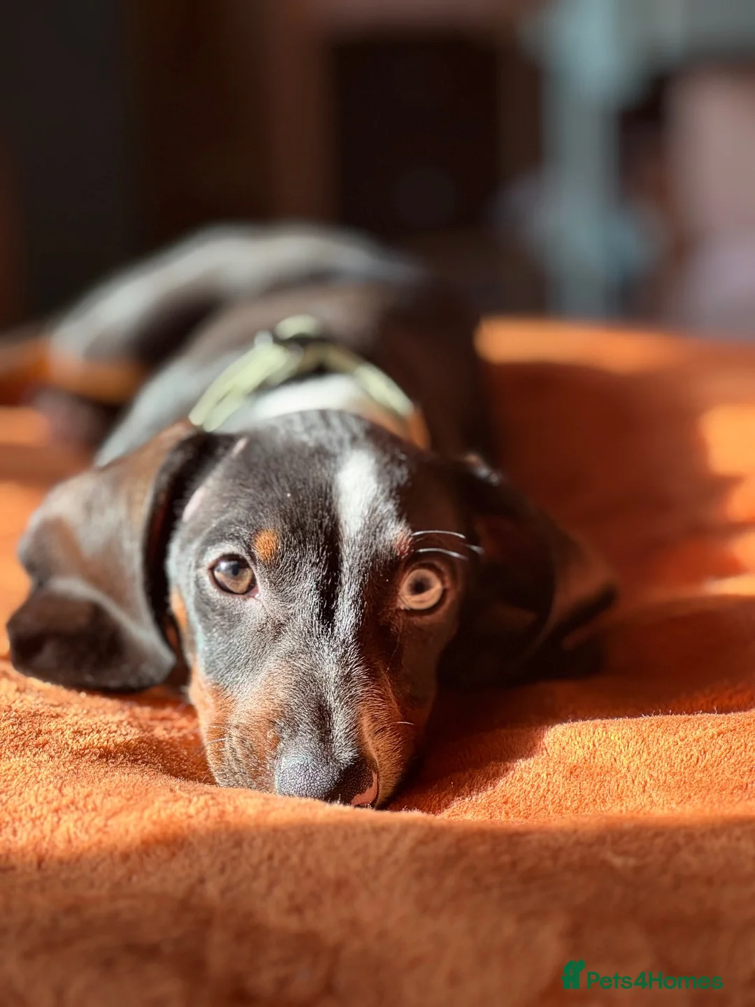 Dachshund dogs for sale: Male Dachshund  in Macclesfield - Advert 1