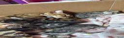 Bengal cats for sale: Half bengal kittens  in Spalding - Advert 11