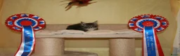 Maine Coon cats for sale: Gorgeous Maine Coon kittens from the Grand Cham - Advert 5