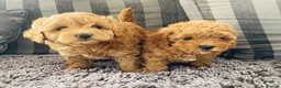 Cavapoochon dogs for sale: 2 beautiful girl cavapoochon puppies  - Advert 1