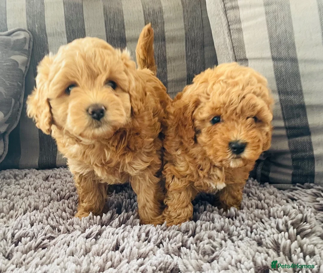 Cavapoochon dogs for sale: 2 beautiful girl cavapoochon puppies  - Advert 1