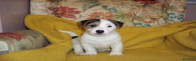 Jack Russell Puppy 1