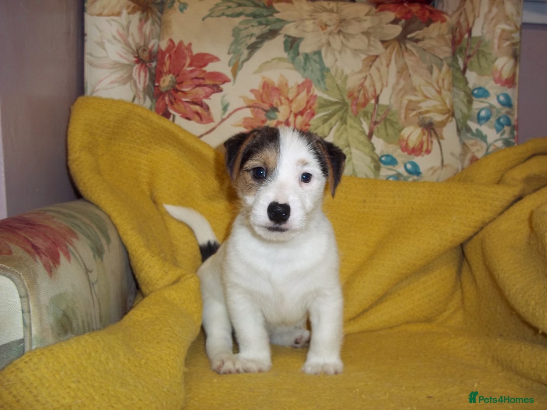 Jack Russell dogs for sale: Jack Russell pure bred Puppies for Sale - Advert 8